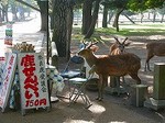 100508_奈良DSCN3040.jpg