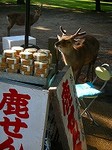 100508_奈良DSCN3048.jpg