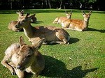 100508_奈良DSCN3061.jpg