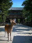 100508_奈良DSCN3065.jpg