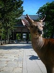 100508_奈良DSCN3067.jpg