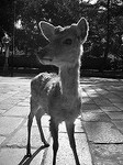 100508_奈良DSCN3072.jpg