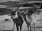 100508_奈良DSCN3074.jpg