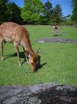 100508_奈良DSCN3090.jpg