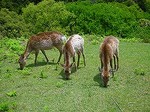100508_奈良DSCN3122.jpg