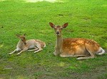 100710奈良_DSCN3281.jpg