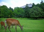100710奈良_DSCN3303.jpg