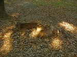 鹿_DSCN2946.jpg