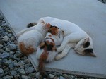 犬島・豊島_DSCN3882.jpg