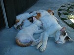 犬島・豊島_DSCN3913.jpg