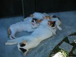 犬島・豊島_DSCN3915.jpg